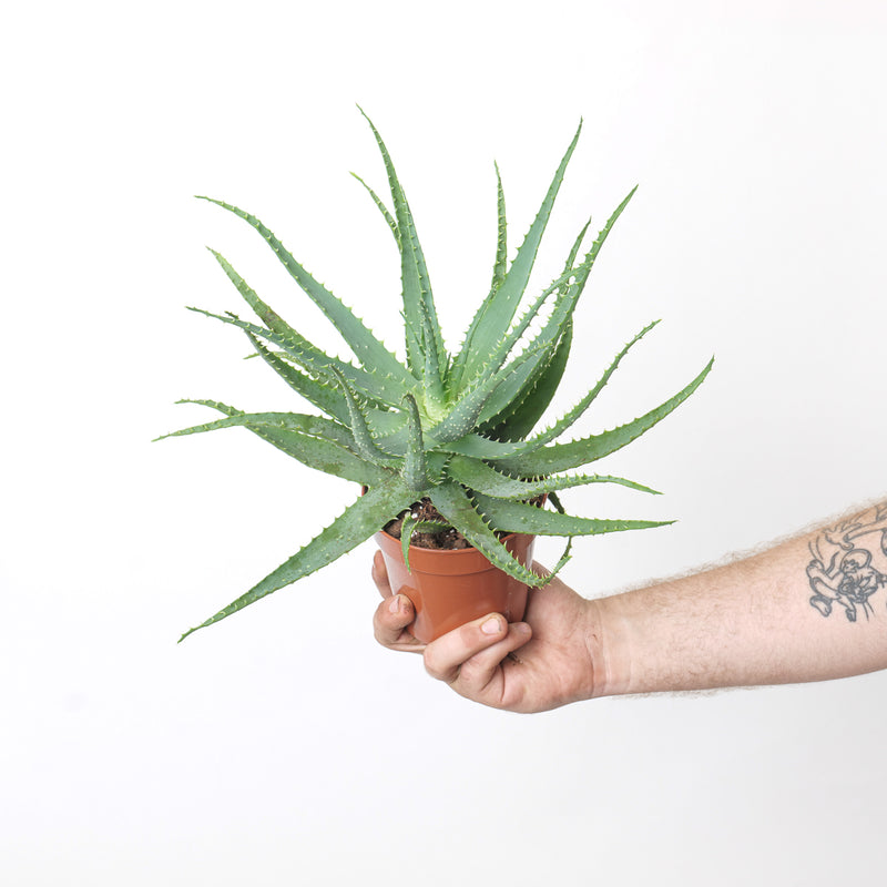 Aloe arborescens Plants GrowTropicals