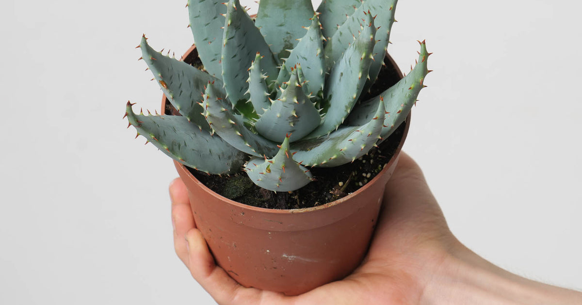 Aloe peglerae | Plants