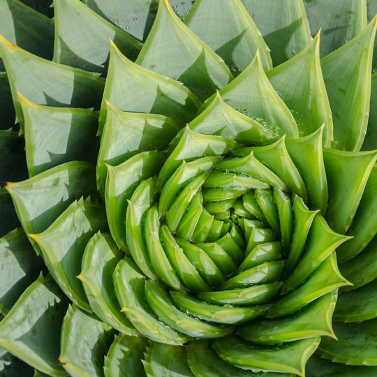 Aloe polyphylla Plants - Outdoor GROW TROPICALS