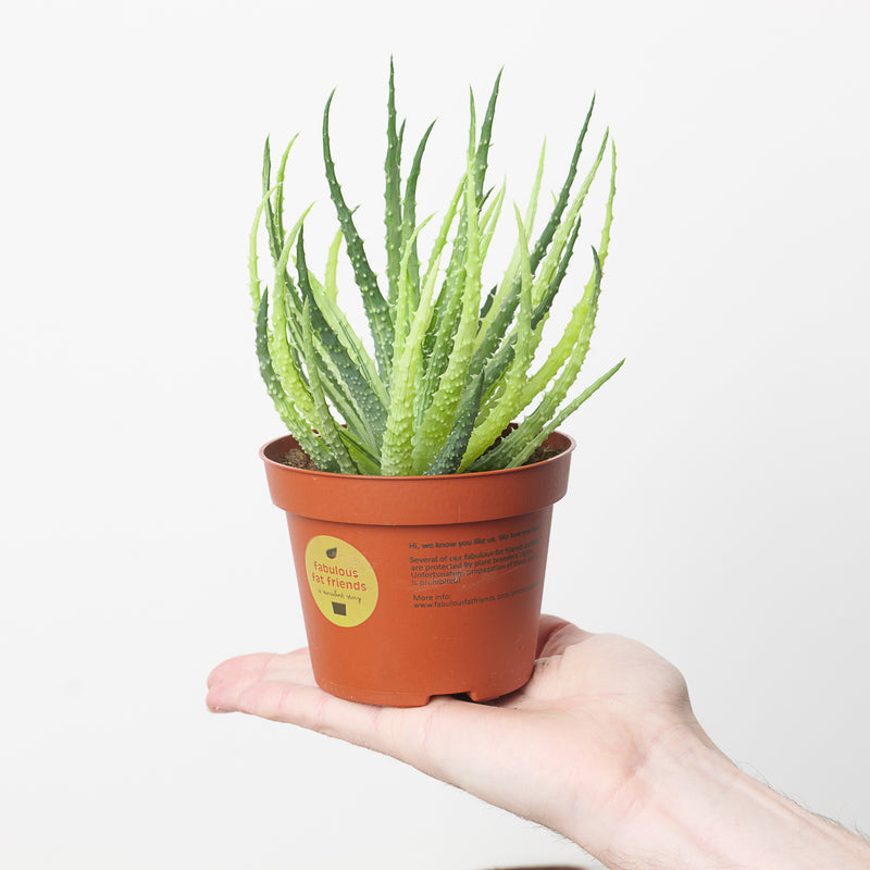 Aloe humilis variegated Plants GrowTropicals