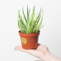 Aloe humilis variegated