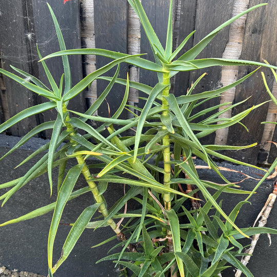 Aloiampelos striatula Plants - Outdoor GROW TROPICALS