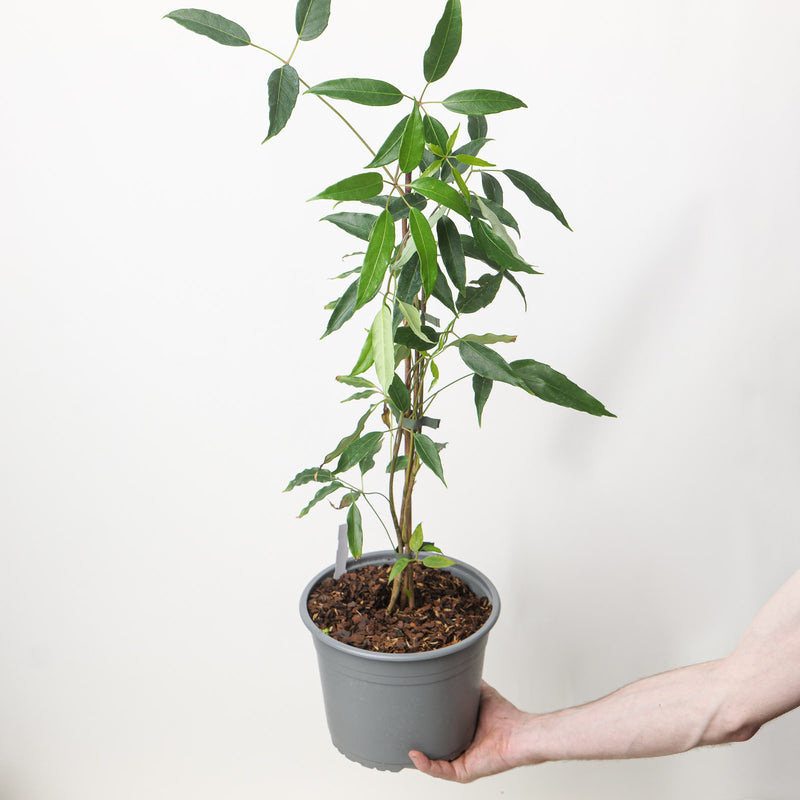 Heptapleurum alpinum 'Mountain Gem' | Schefflera alpina — 23cm / 5L