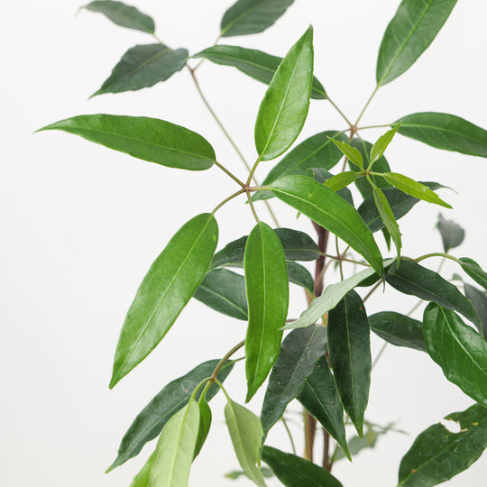 Heptapleurum alpinum 'Mountain Gem' | Schefflera alpina Plants - Outdoor GROW TROPICALS
