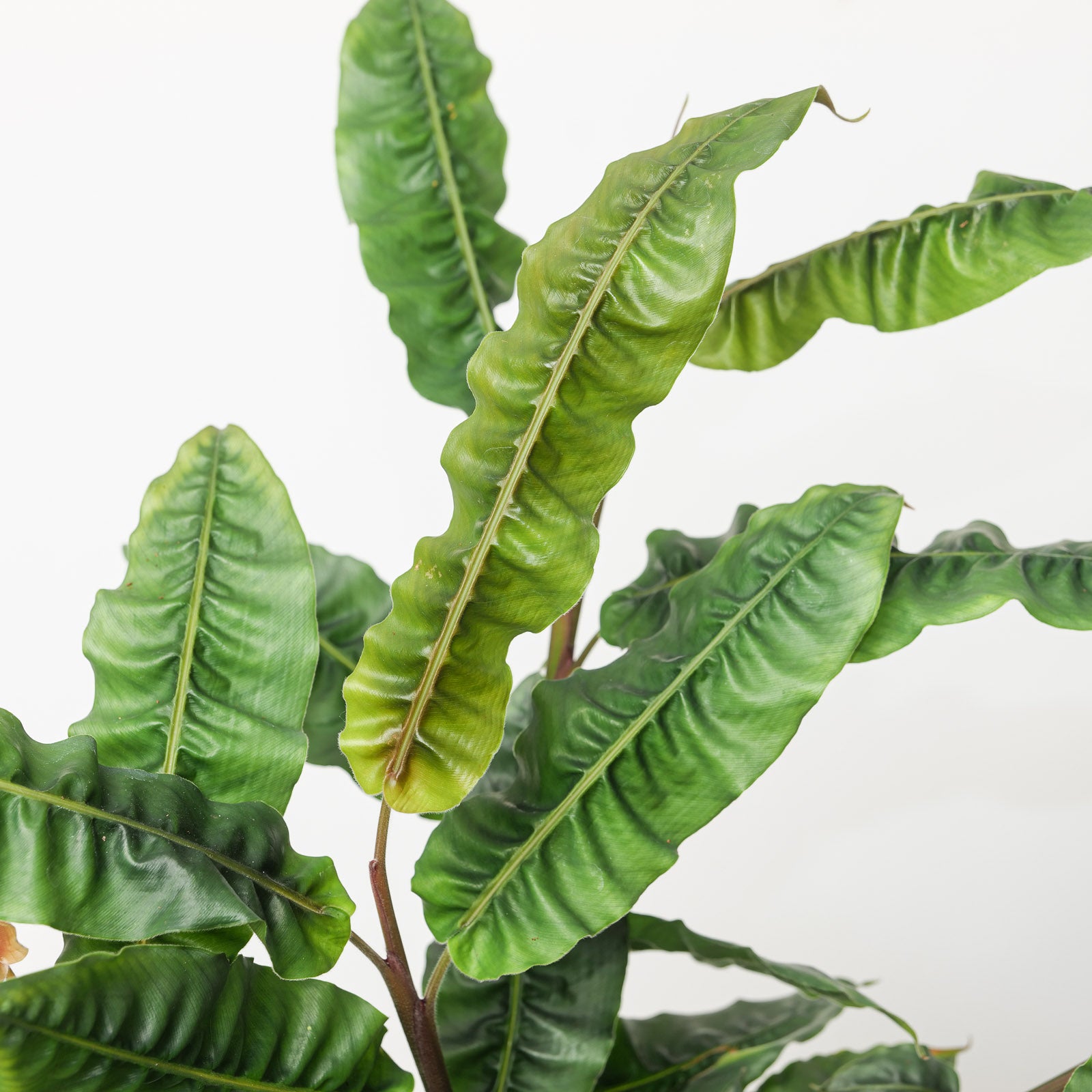 Alpinia rugosa アルピニア ルゴサ 激レア 【公式通販】