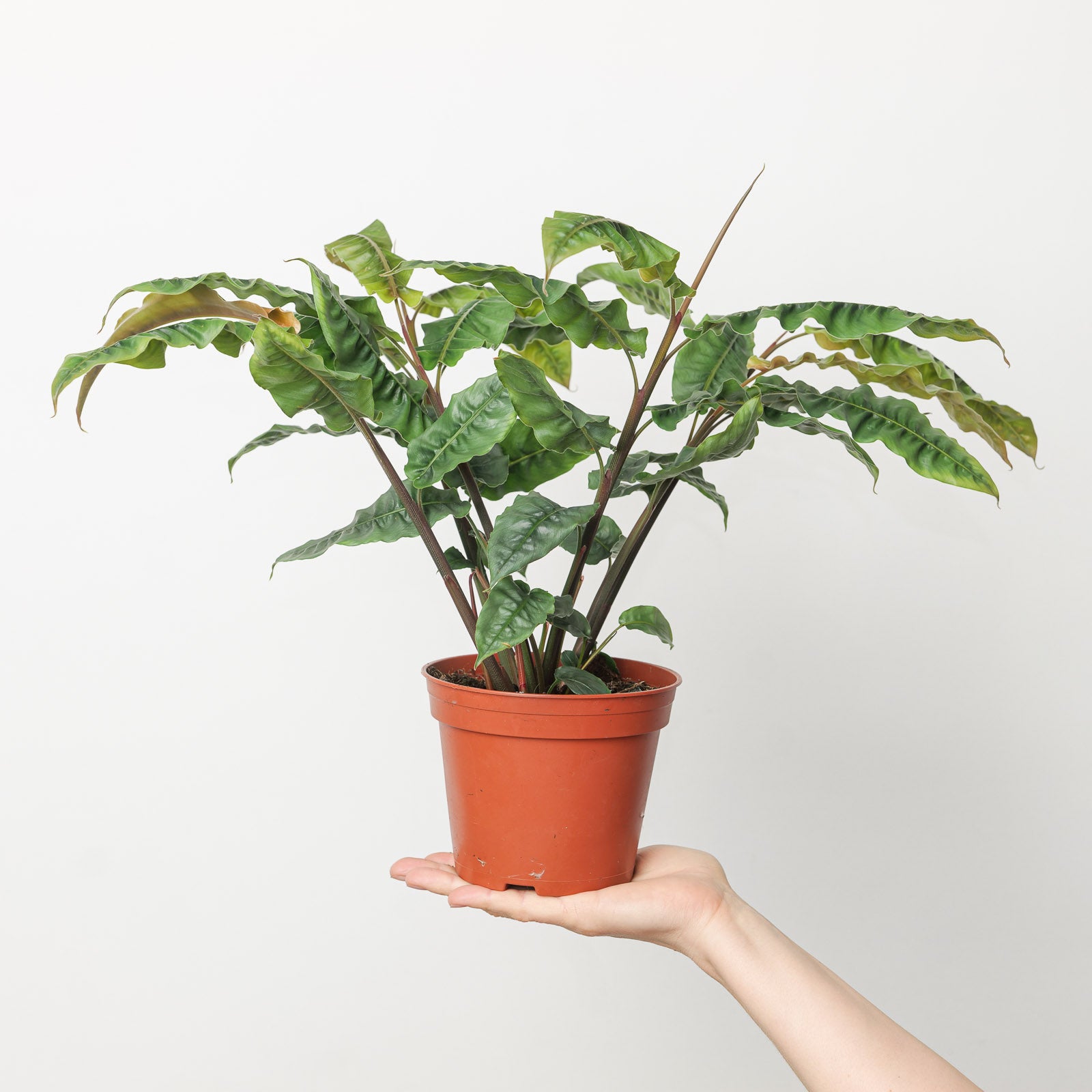 Alpinia rugosa アルピニア ルゴサ 激レア 【公式通販】
