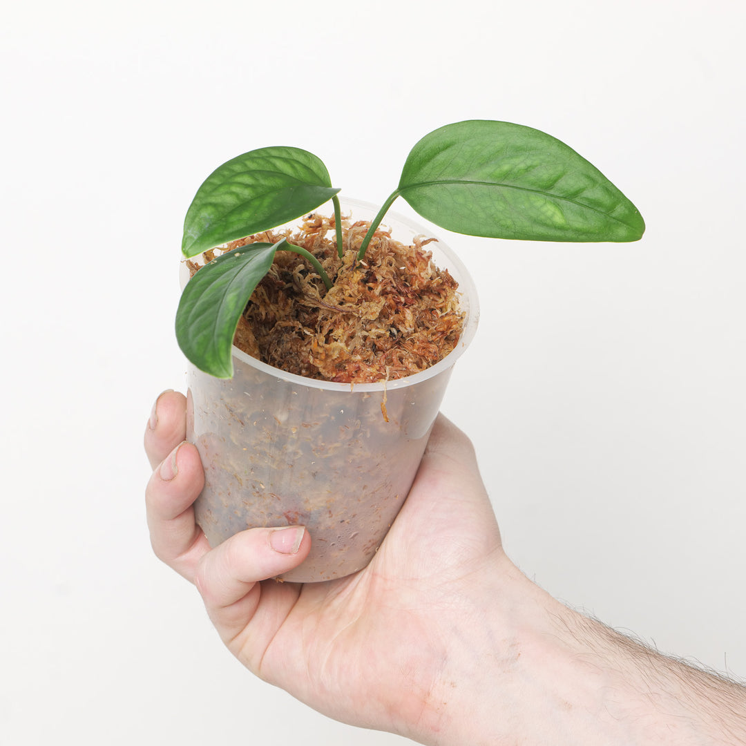 Monstera obliqua 'Amazonas, Peru Form' Plants GrowTropicals