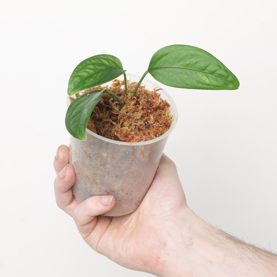 Monstera obliqua 'Amazonas, Peru Form' Plants GrowTropicals