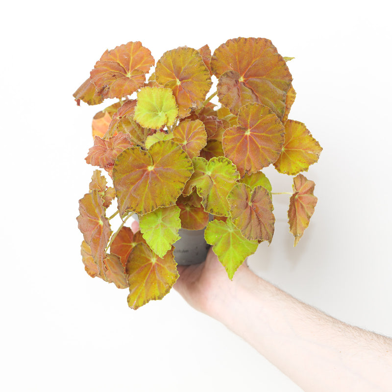 Begonia 'Amber Love' Plants GrowTropicals