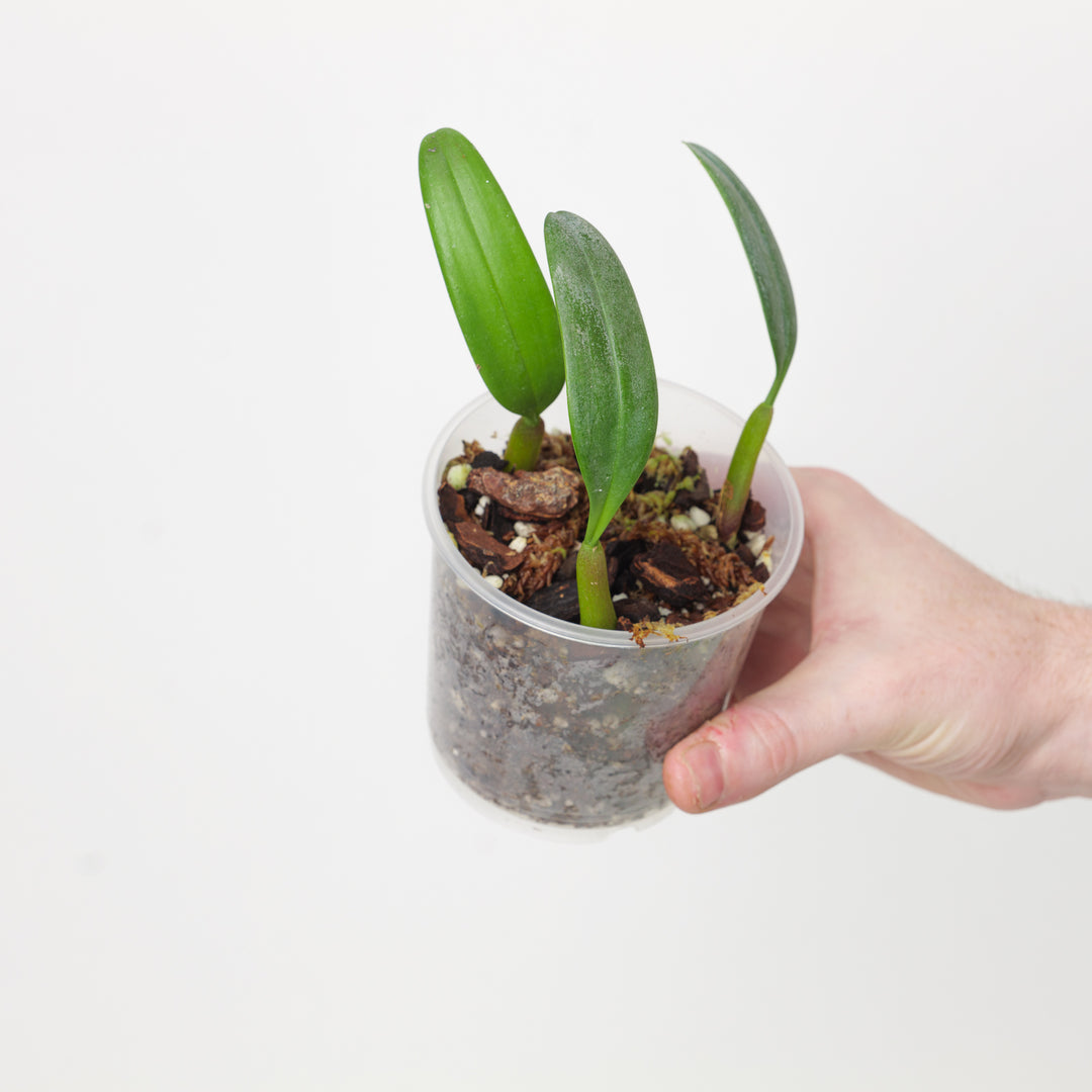 Bulbophyllum Bundle Plants GrowTropicals