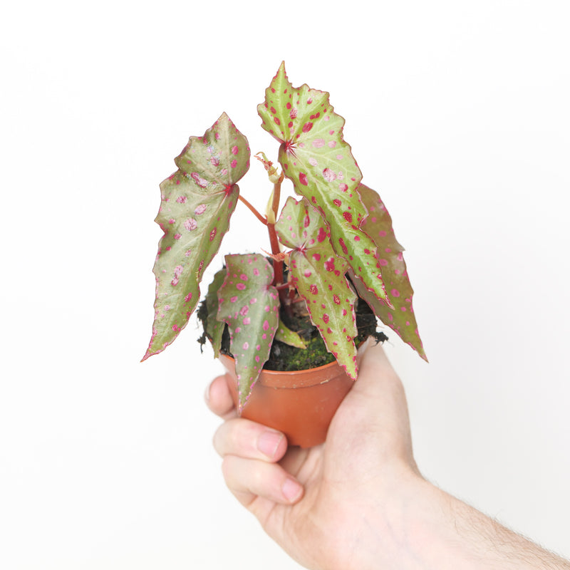 Begonia amphioxus x malachosticta Plants GrowTropicals
