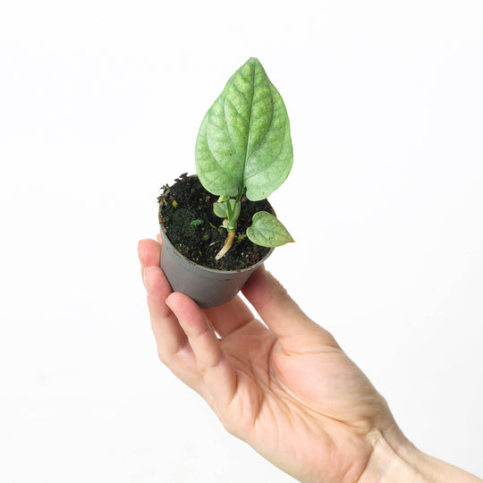 Amydrium medium 'Silver' 6cm Plants GrowTropicals