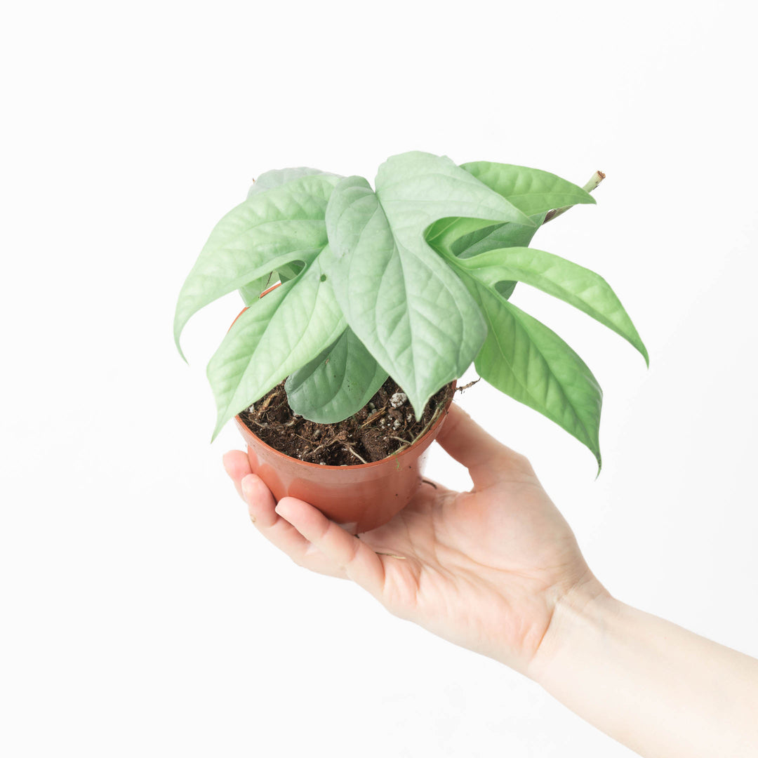 philodendron amydrium silver Amydrium medium 'Silver'