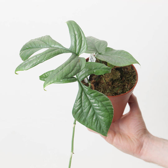 Amydrium medium 'Silver' 12cm Plants GrowTropicals