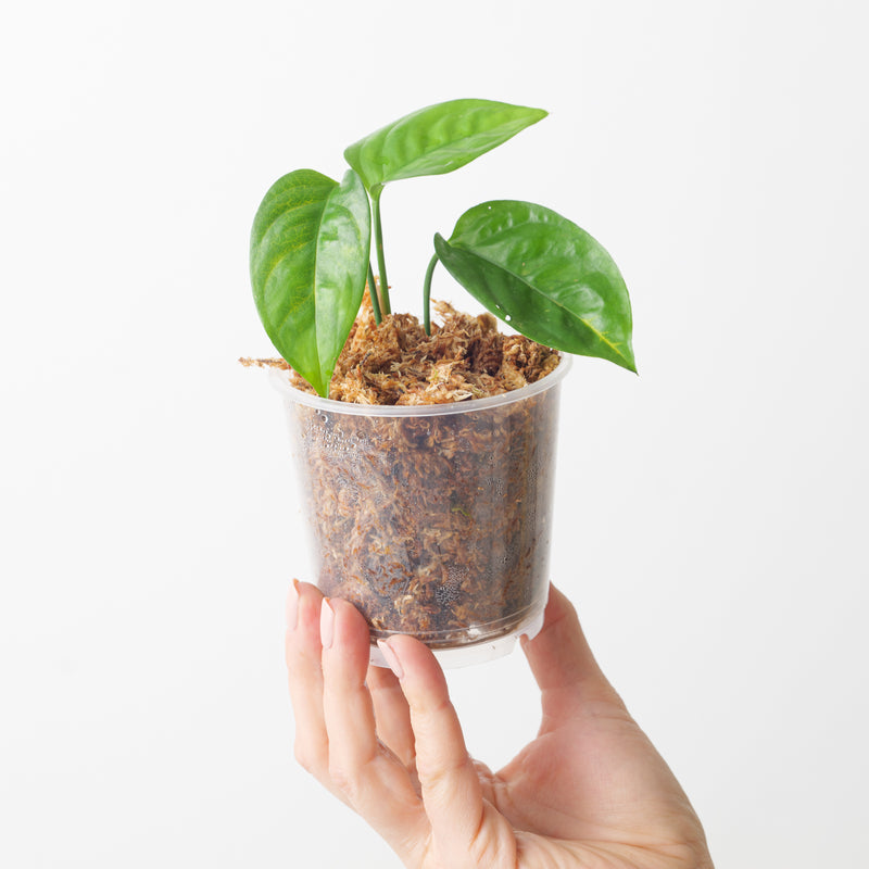 Anadendrum microstachyum Plants GrowTropicals