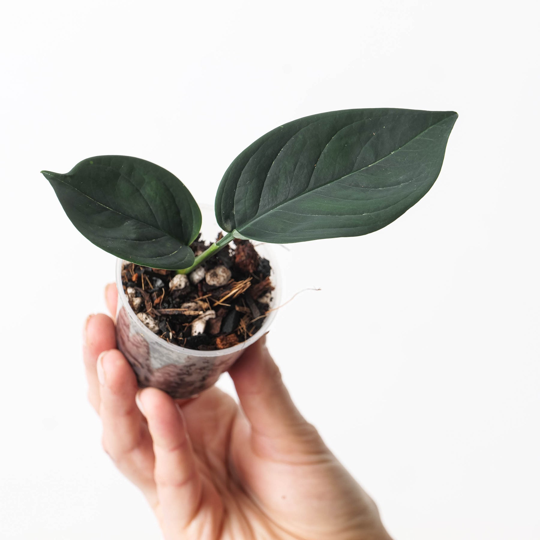 Anadendrum sp. Black Plants