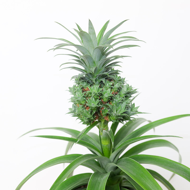 Ananas 'Baby Boom' Plants GrowTropicals