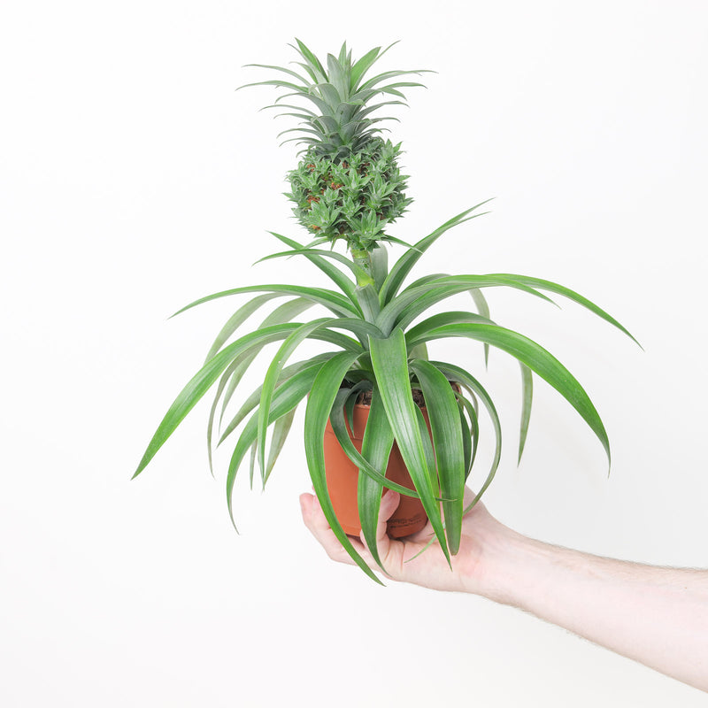 Ananas 'Baby Boom' — 12cm