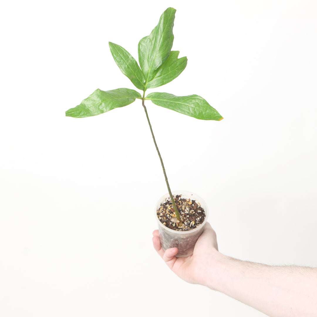 Anaphyllum wightii Plants GrowTropicals