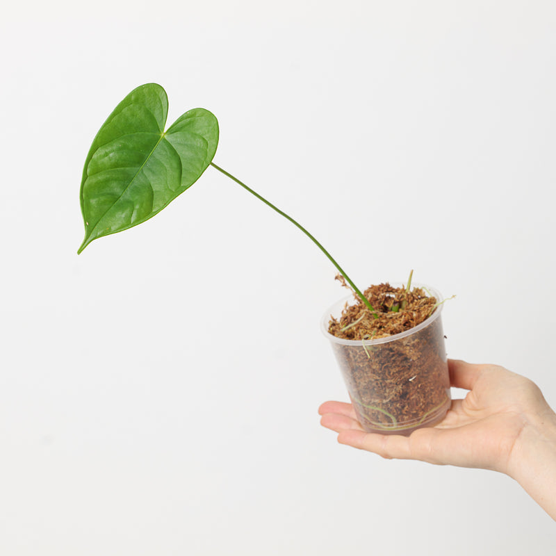 Anthurium andreanum Plants GrowTropicals