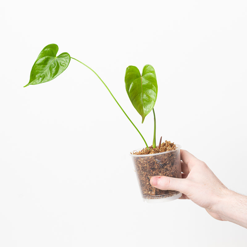 Anthurium andreanum Plants GrowTropicals