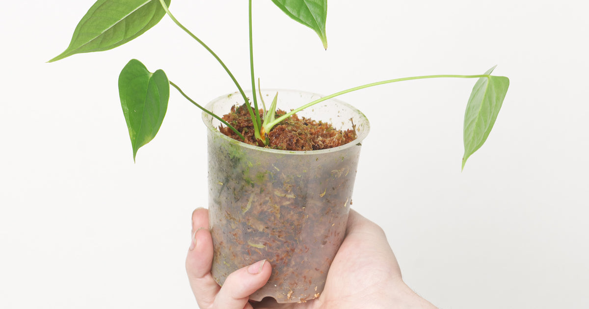 Anthurium andreanum | Plants