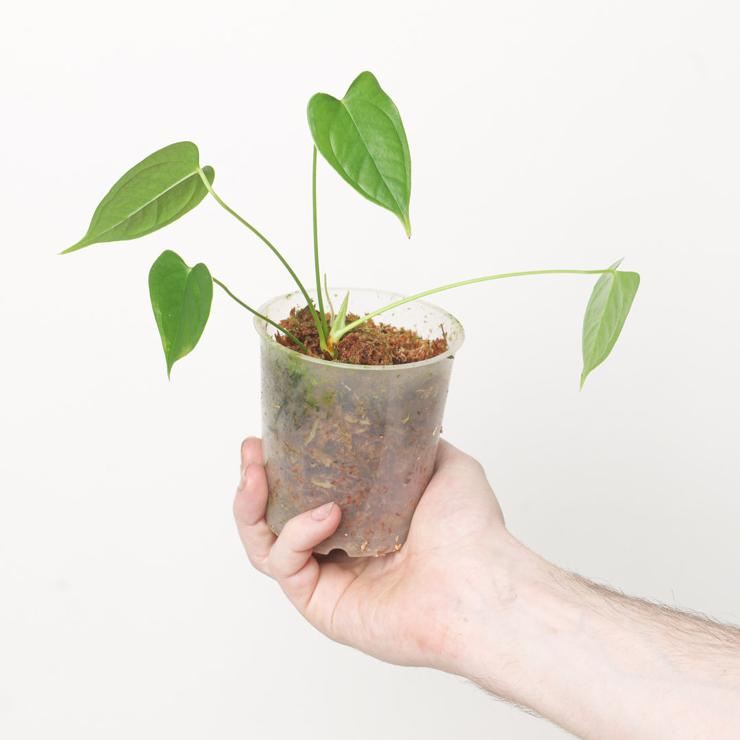 anthurium adrianum Anthurium andreanum