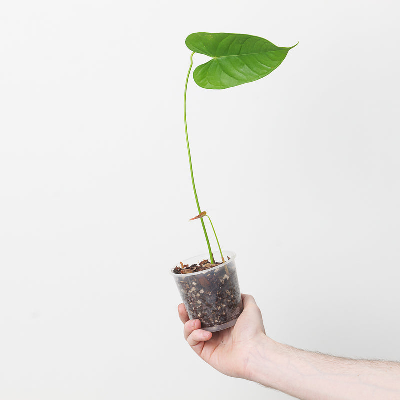 Anthurium andreanum Plants GrowTropicals
