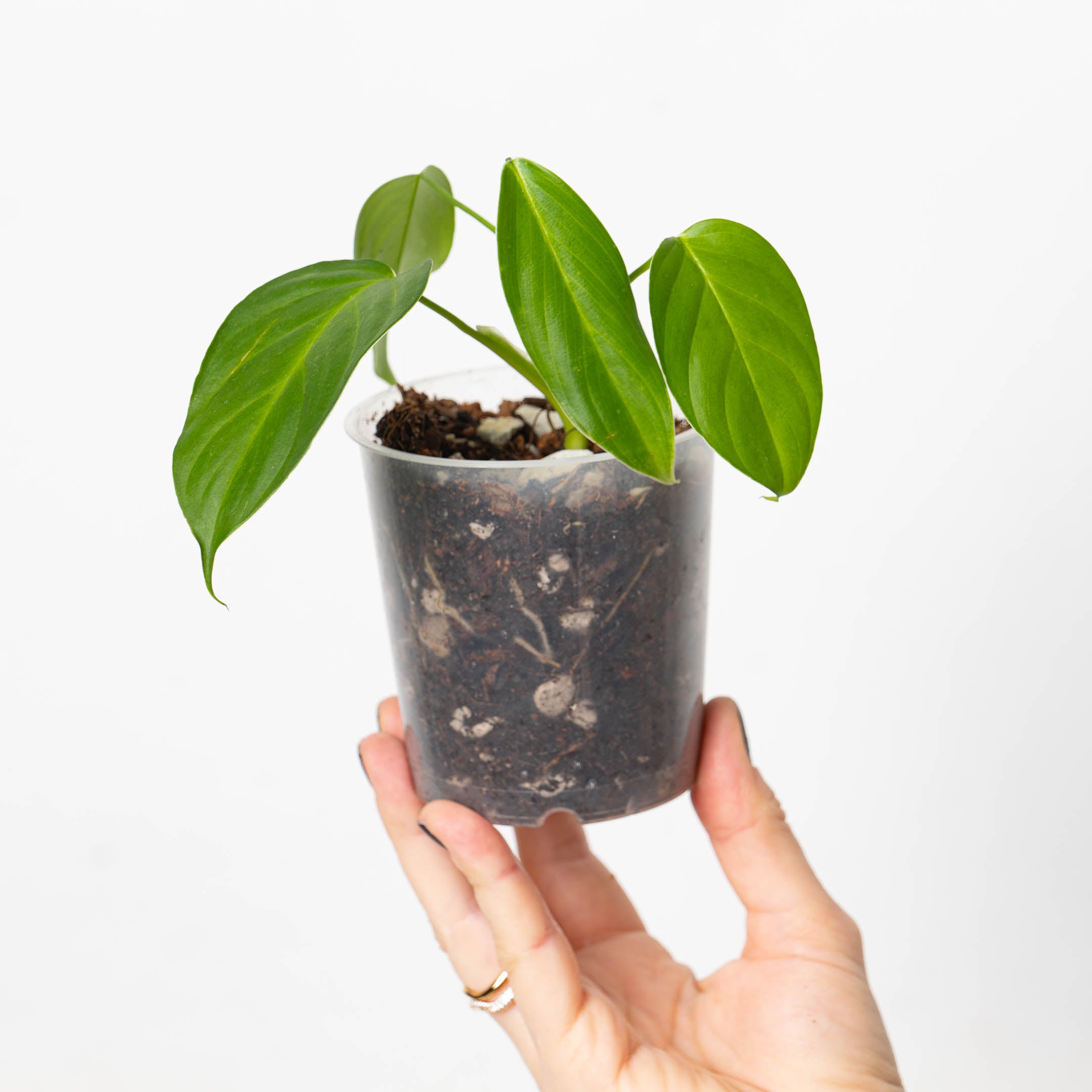 Philodendron sp angel フィロデンドロンspエンジェル