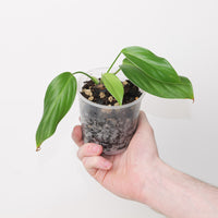 Philodendron sp. 'Angel'