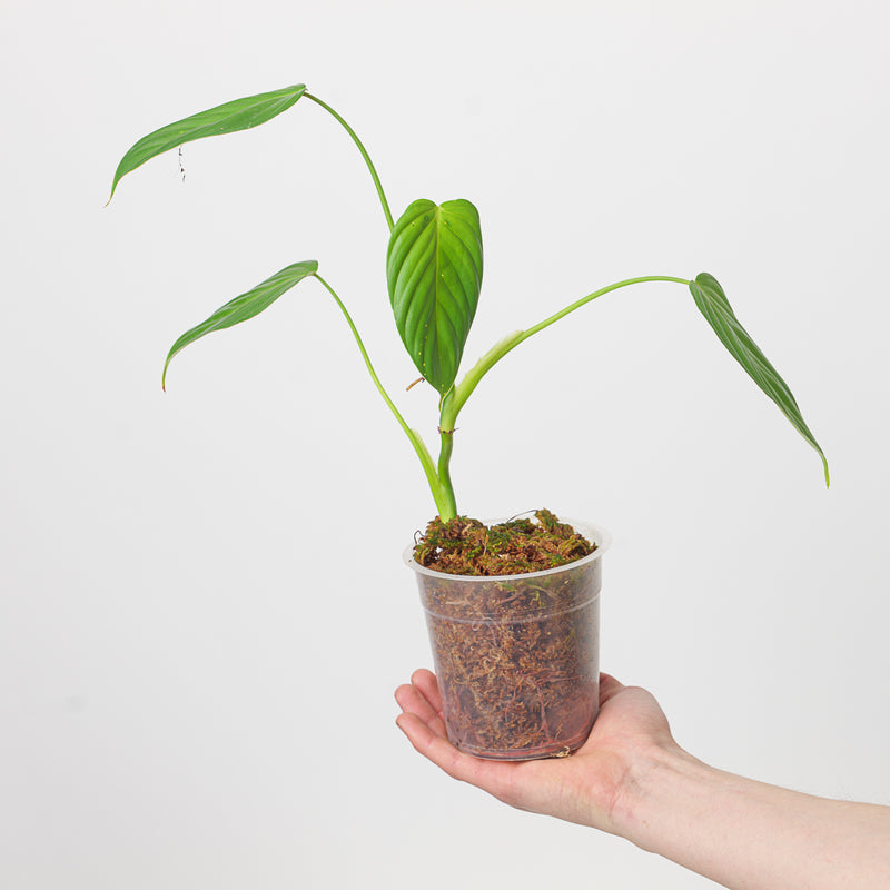 Philodendron sp. NOID (resembles P. sp. 'Angel') — 12cm