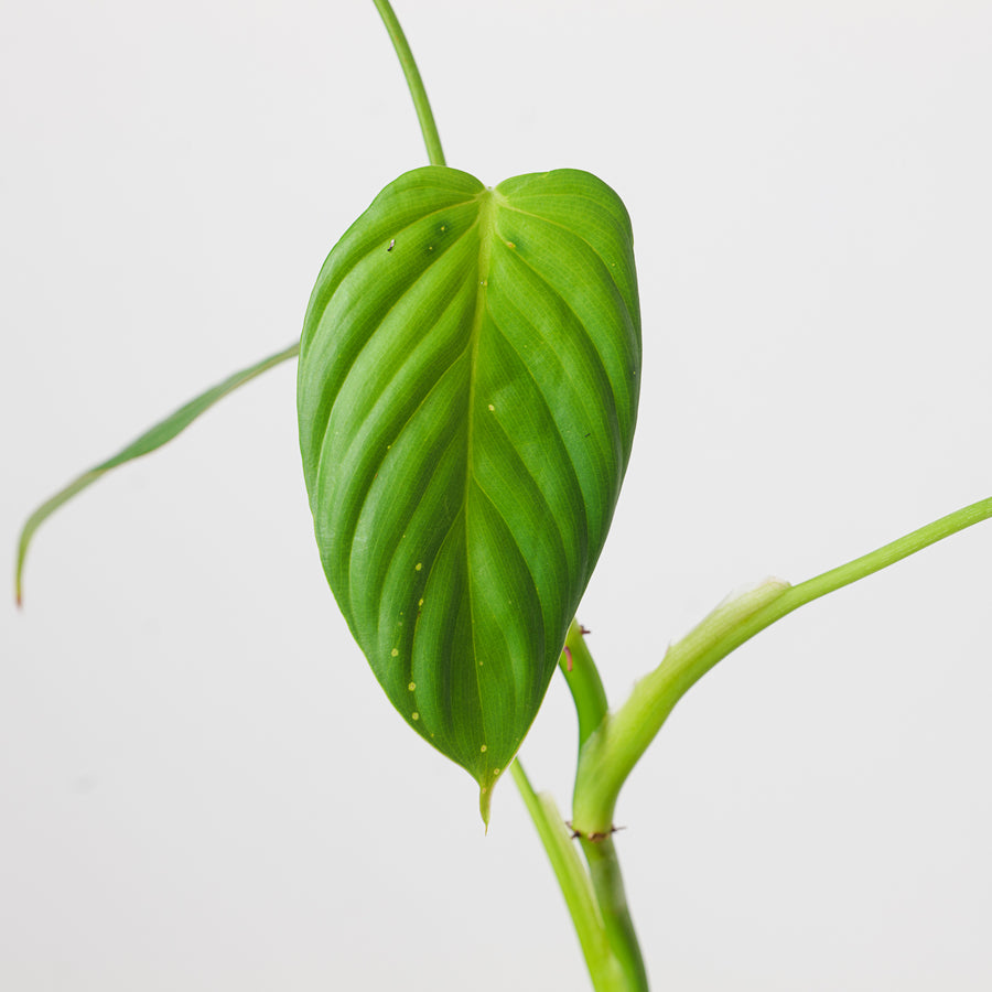 Philodendron sp. NOID (resembles P. sp. 'Angel') - GROW TROPICALS