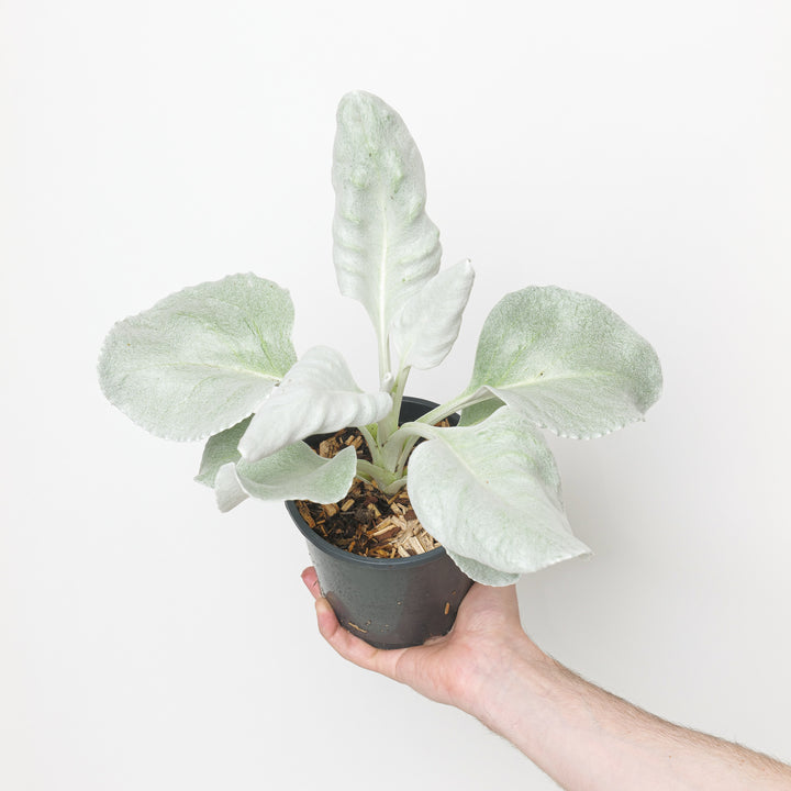 Senecio candidans 'Angel Wings' 13cm / 1L Plants - Outdoor GROW TROPICALS