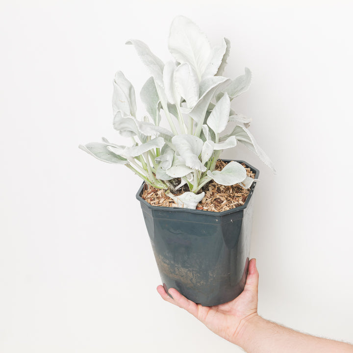 Senecio candidans 'Angel Wings' 23cm / 5L Plants - Outdoor GROW TROPICALS