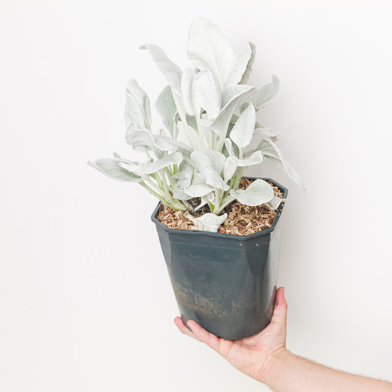 Senecio candidans 'Angel Wings' — 23cm / 5L