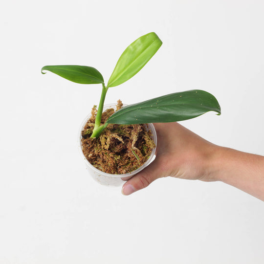 Stenospermation angustifolium 9cm Plants GrowTropicals