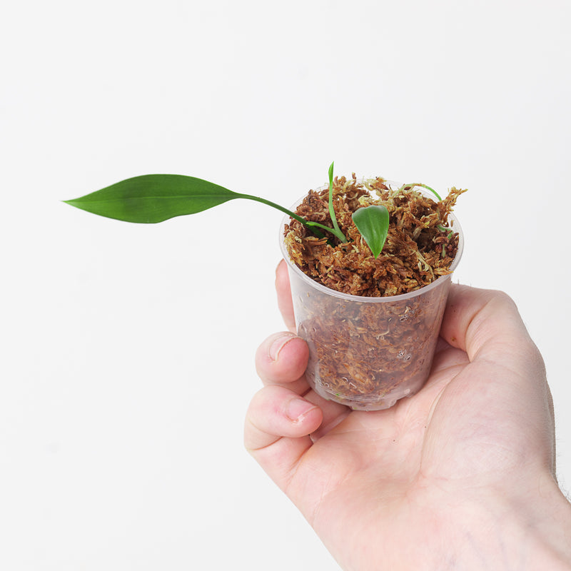 Stenospermation angustifolium — 6cm