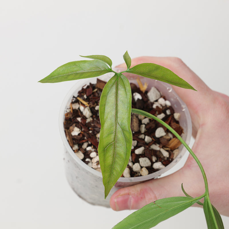 Syngonium aff angusatum 'Purple' Plants GrowTropicals