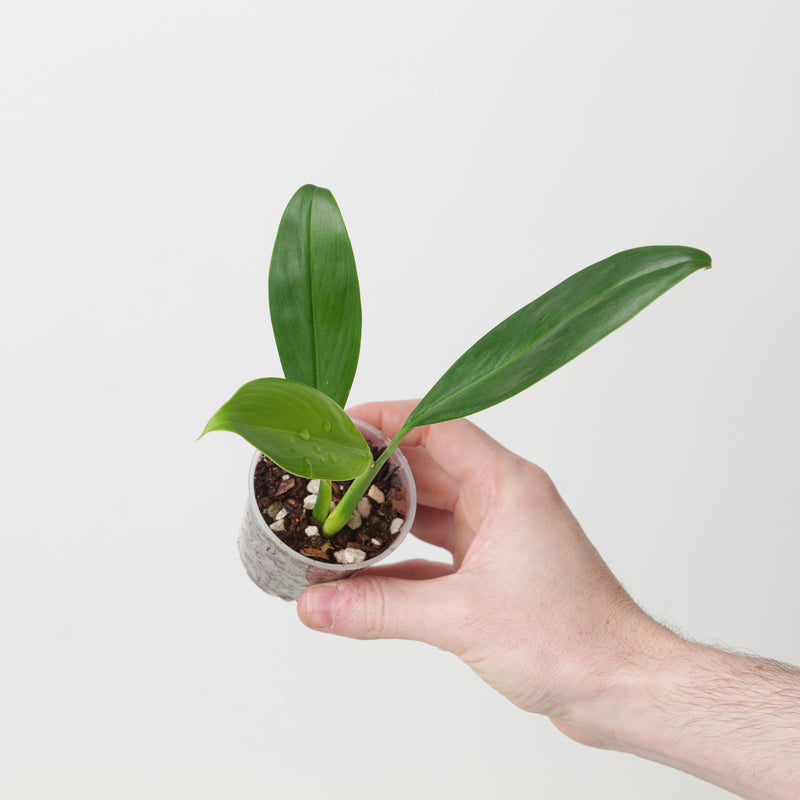 Stenospermation angustifolium Plants GrowTropicals