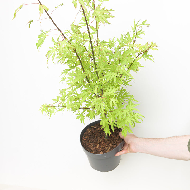 Acer palmatum 'Anne Irene' 19cm / 3L Plants - Outdoor GROW TROPICALS