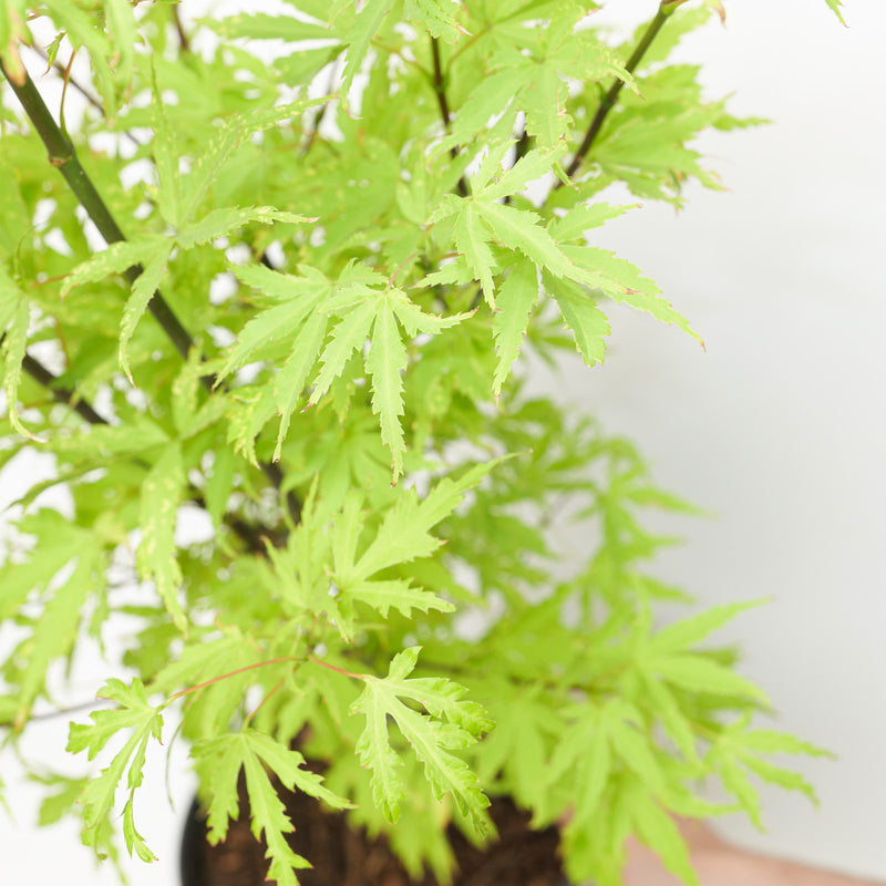 Acer palmatum 'Anne Irene' Plants - Outdoor GROW TROPICALS