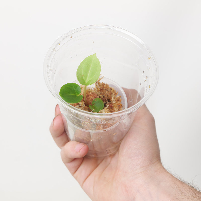 Anthurium Lago Gatun x BVEP (Plantlet) Plants GrowTropicals