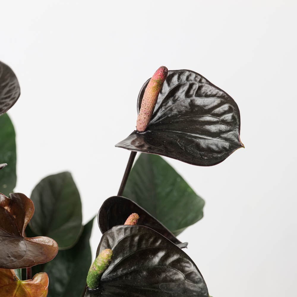 Anthurium andraeanum x 'Black Love' - GROW TROPICALS