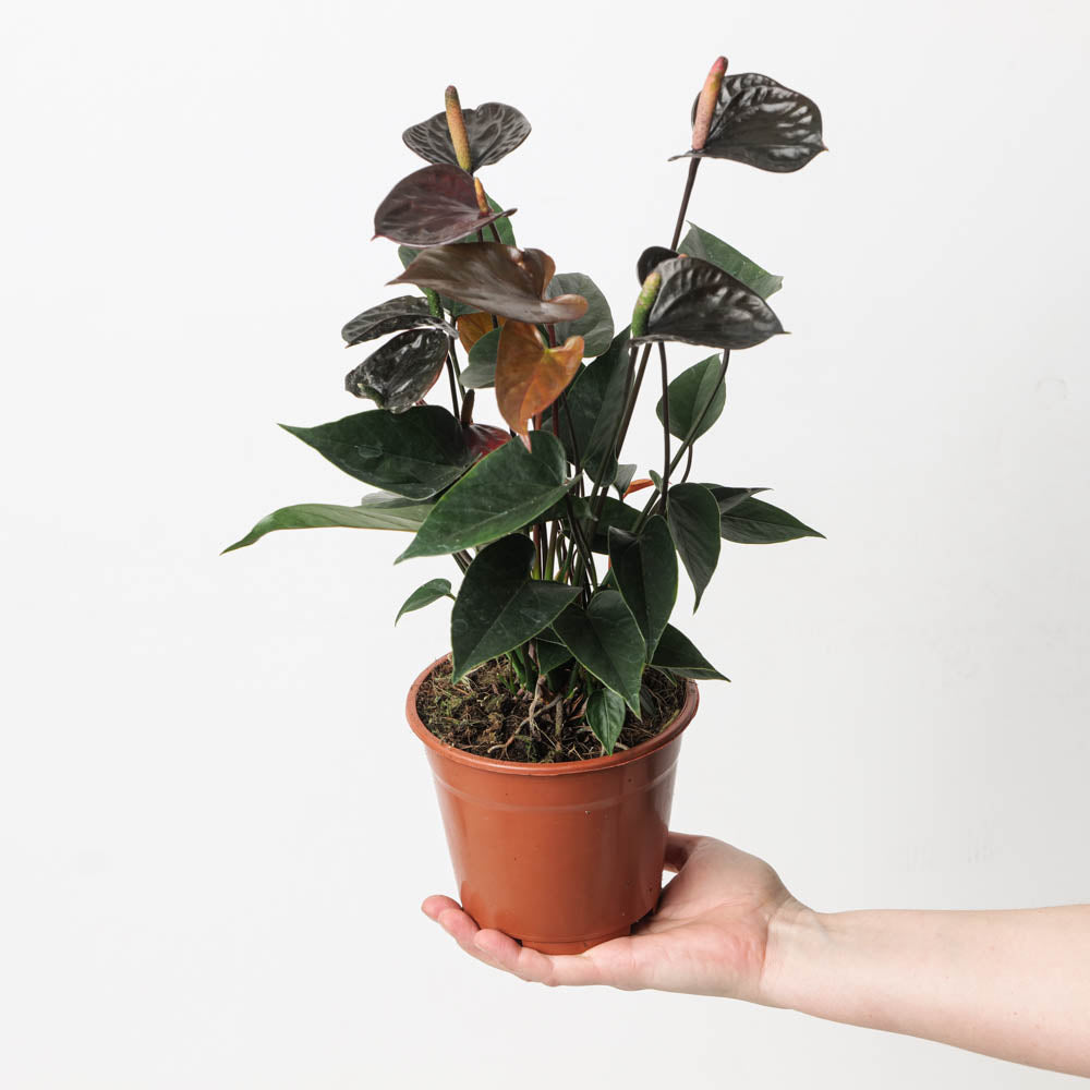 black anthurium plant for sale Anthurium andraeanum x 'Black Love'