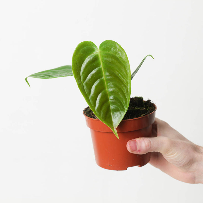 Imperfect Anthurium veitchii Plants GrowTropicals