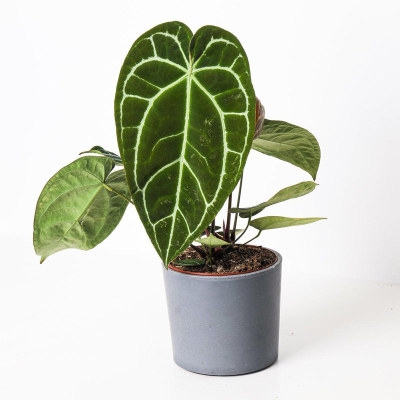 Large Houseplant Bundle — Default Title