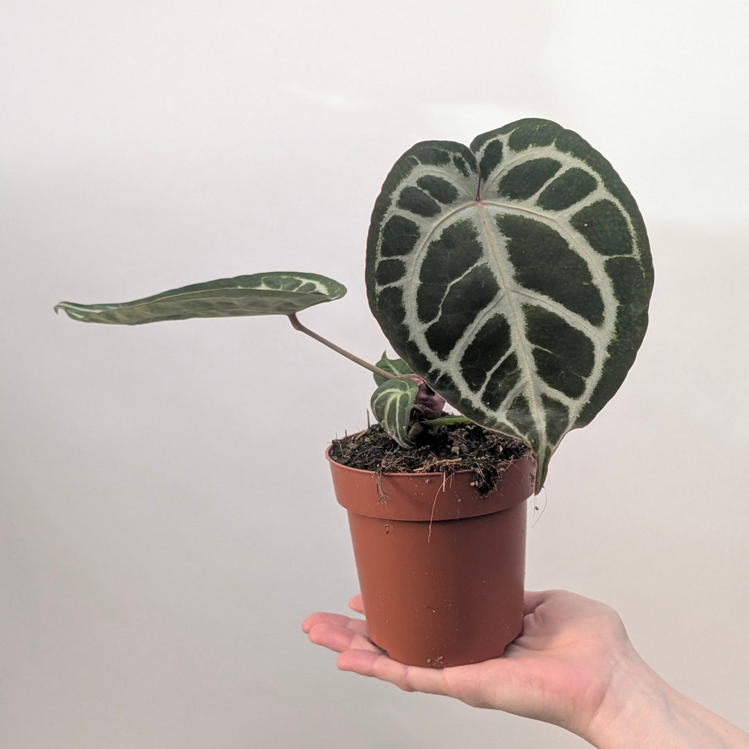 Anthurium 'Pink Blush' Plants GrowTropicals