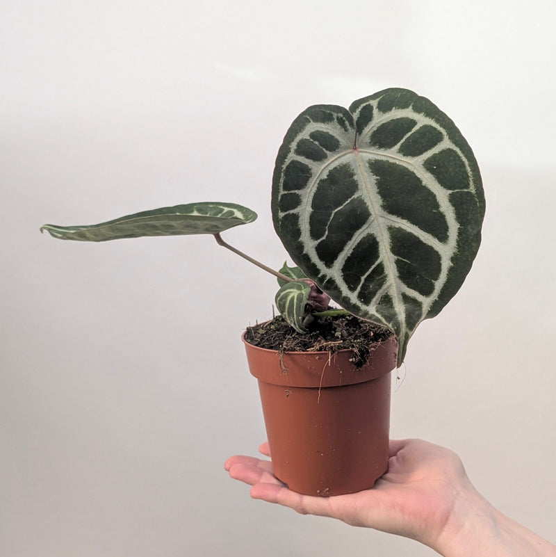 Anthurium 'Pink Blush' Plants GrowTropicals