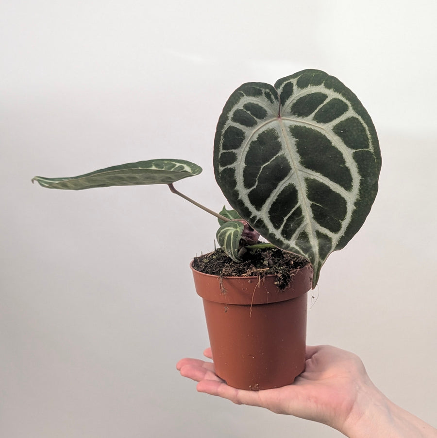 Anthurium 'Pink Blush' Plants GrowTropicals