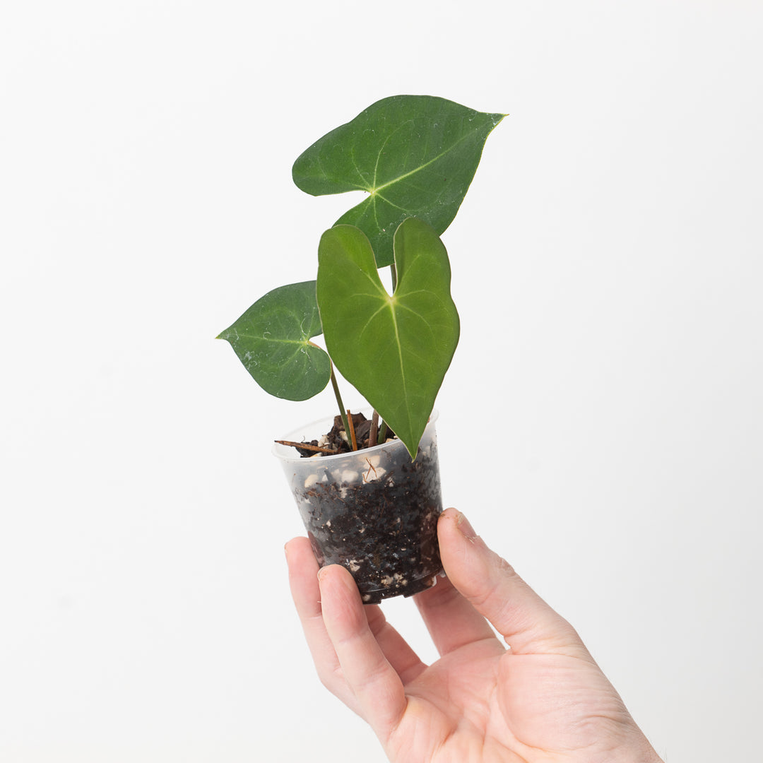 anthurium marcos Anthurium marcusianum | Plants